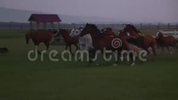 马群奔跑视频的预览图
