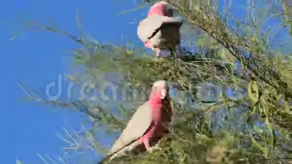 澳大利亚鹦鹉公主视频的预览图