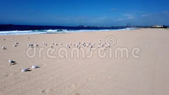 黄沙澳大利亚海滩上的海鸥视频的预览图