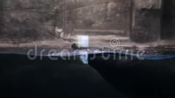 毛皮海豹在海里游泳视频的预览图