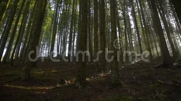 阳光森林里的光线视频的预览图