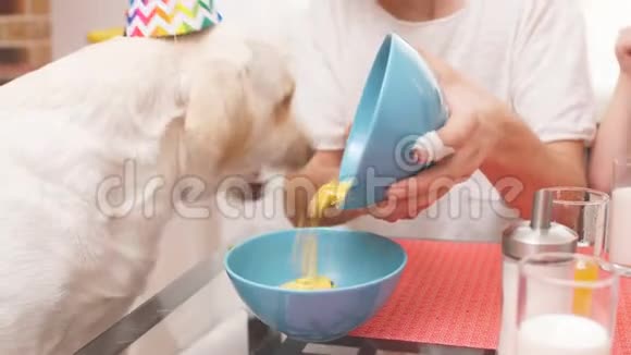 白色狗的特写从盘子里吃在普通桌子上家人为他们心爱的宠物庆祝生日视频的预览图