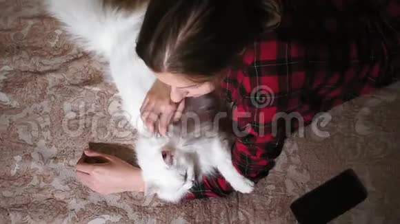 女孩白色毛茸茸的小猫躺在床上女孩抚摸一只小猫慢动作视频女孩和小猫的生活方式概念v视频的预览图