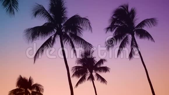 日落时的夏威夷棕榈树视频的预览图