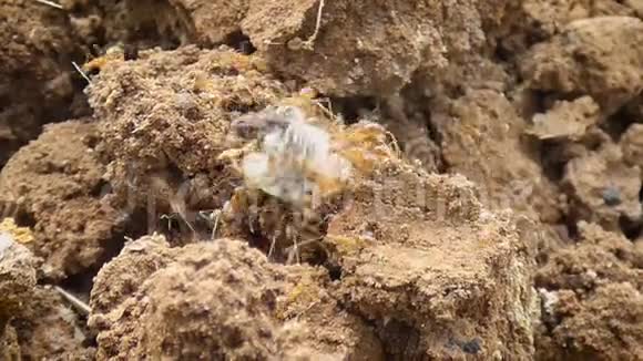 4K近距离拍摄蚂蚁在旱地上移动的团队合作视频的预览图