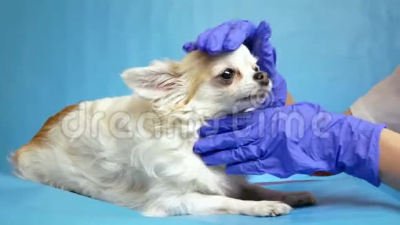 兽医在蓝底健康检查中检查一只狗牙齿的健康状况视频的预览图