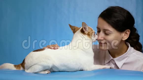 特写可爱的吉娃娃小狗舔鼻子高兴主人年轻的女人蓝色背景对狗和人的爱视频的预览图