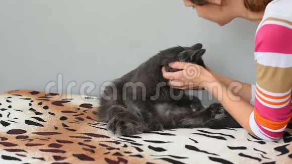 暗灰色的绒毛猫咬着他的情妇抚摸他视频的预览图