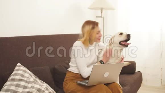 年轻迷人的女孩拥抱一只大白狗女孩对她的宠物表示关心和爱视频的预览图