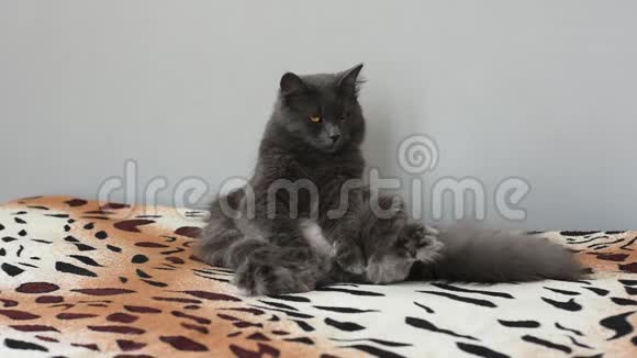 那只深灰色的毛茸茸的猫很滑稽地坐在床上女孩走了上来开始抚摸他视频的预览图