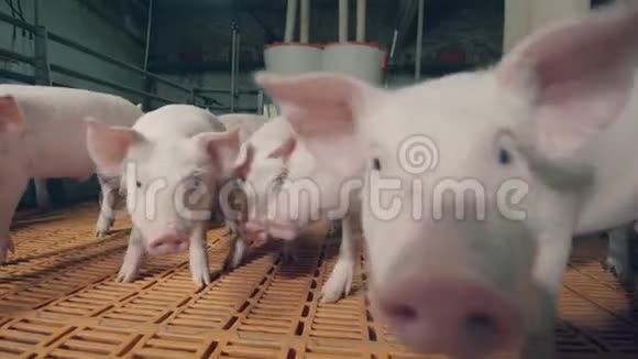 农场院子里的流浪小猪视频的预览图