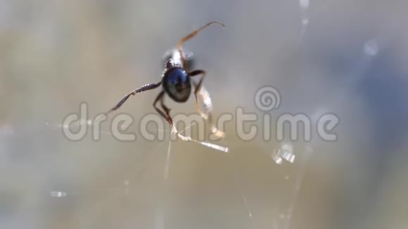 蚂蚁被蜘蛛网抓住了视频的预览图