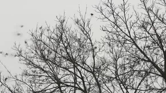 树上许多鸟的剪影视频的预览图