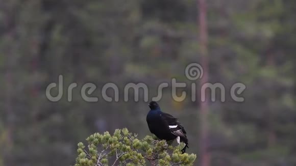 树顶上的黑色松鸡视频的预览图