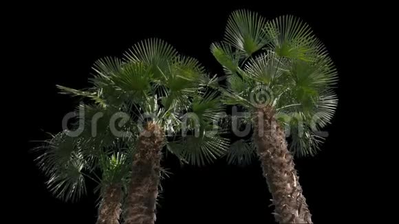 棕榈孤立树视频的预览图
