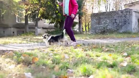女人在大自然中行走可爱的狗视频的预览图