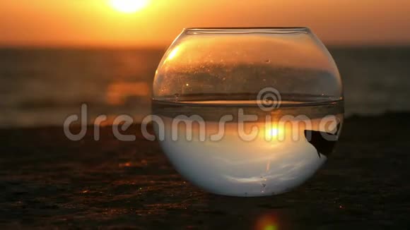 日落时一条小鱼贝塔鱼在海边的一个圆形鱼缸里漂浮着环境概念视频的预览图