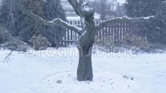 落雪的老树视频的预览图