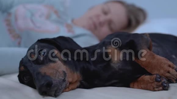 有趣的dachshund试图在蚊子玩具攻击下睡觉视频的预览图