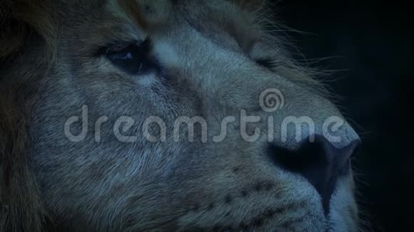 狮子眨眼在晚上视频的预览图
