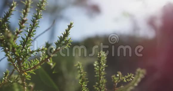 活跃的高级夫妇在山上散步视频的预览图