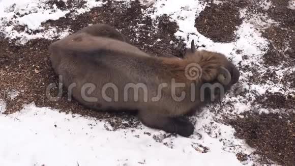 冬天一只疲惫的野牛视频的预览图