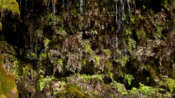 苔藓植物和瀑布视频的预览图