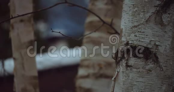 烟囱在桦树间冒烟视频的预览图