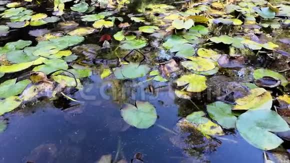 一个长满杂草的池塘里有睡莲视频的预览图