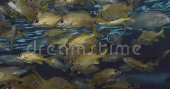 一滩法国鱼视频的预览图