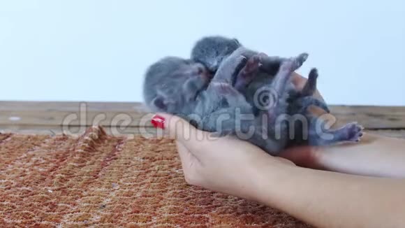 小猫在人类手中视频的预览图