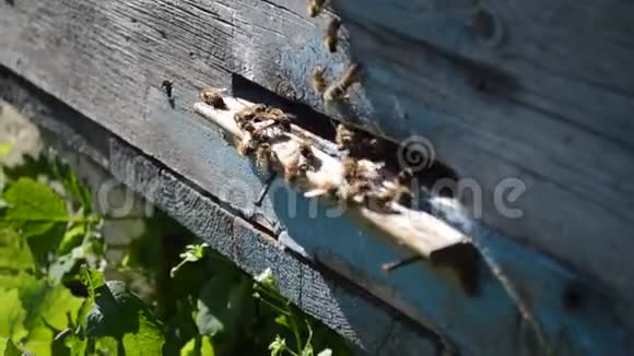 蜜蜂从蜂巢里飞来视频的预览图