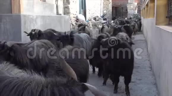 村街上的山羊群视频的预览图