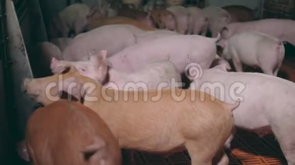 农场里的小猪挤在栅栏旁边视频的预览图