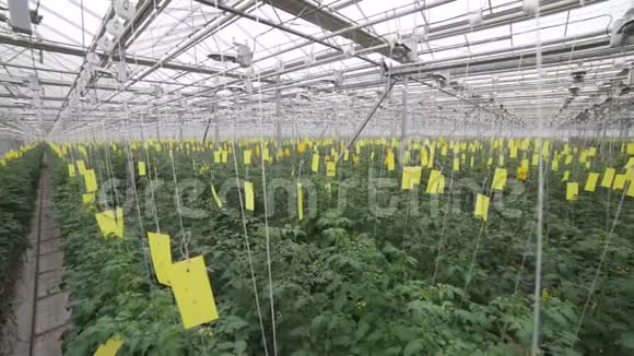 番茄温室植物护理农学家检查树叶视频的预览图