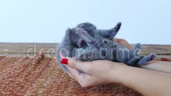 小猫在人类手中视频的预览图