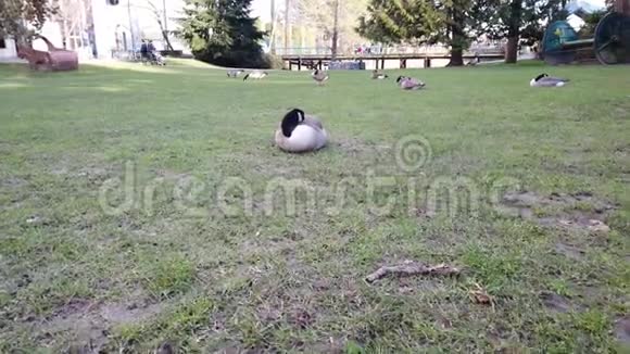 一只加拿大鹅逃跑了视频的预览图