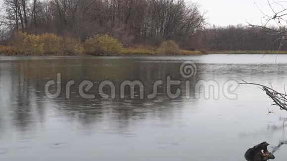 阴天秋天湖上的雨视频的预览图