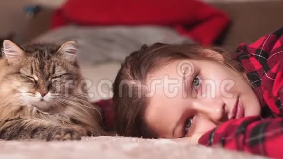 一个年轻女孩的肖像一只猫躺在沙发上特写看着摄像机对动物宠物的爱视频的预览图