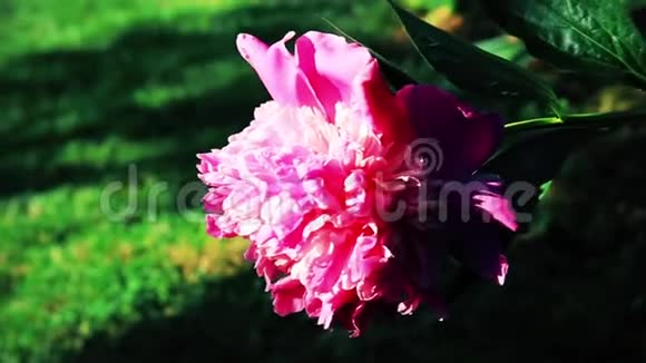 花园里美丽的粉红色玫瑰视频的预览图