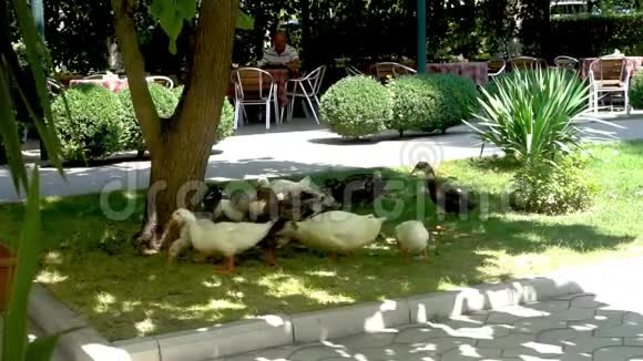 鸭子和鹅群视频的预览图