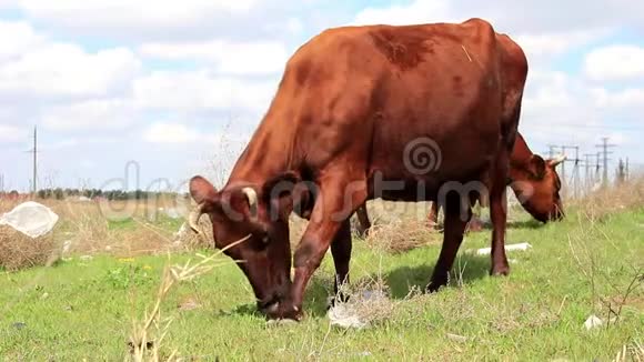 牛在田野上放牧视频的预览图
