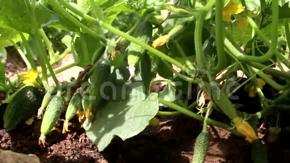 黄瓜在开阔的地面上生长视频的预览图