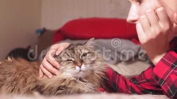小女孩正在抚摸一只躺在沙发上的毛茸茸的猫选择性聚焦宠物动物视频的预览图