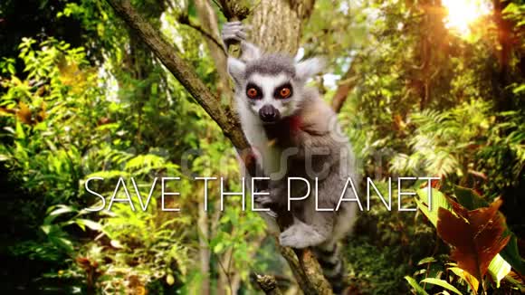 拯救地球莱穆尔在树上视频的预览图