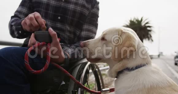 坐轮椅的人给他的狗治病视频的预览图