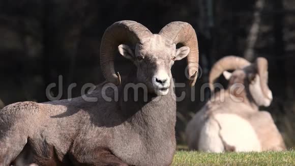 加拿大贾斯珀的大角羊视频的预览图