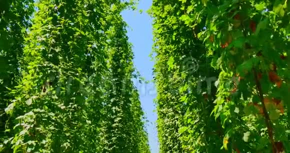 啤酒花的种植视频的预览图