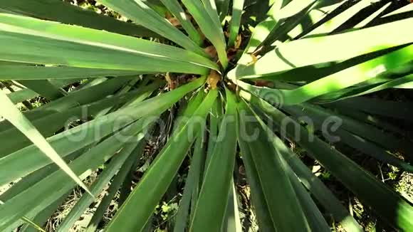 明亮阳光下的棕榈叶视频的预览图