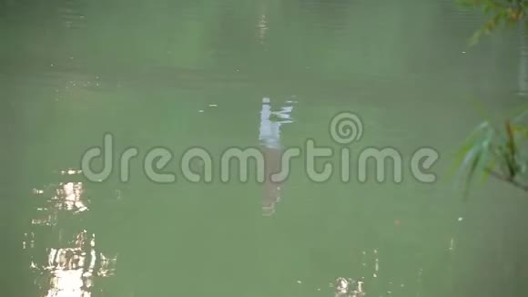 在绿色水面的倒影中人站在吊桥上视频的预览图